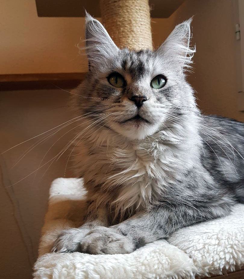 Chat Retraité D'élevage à Adopter Maine Coon
