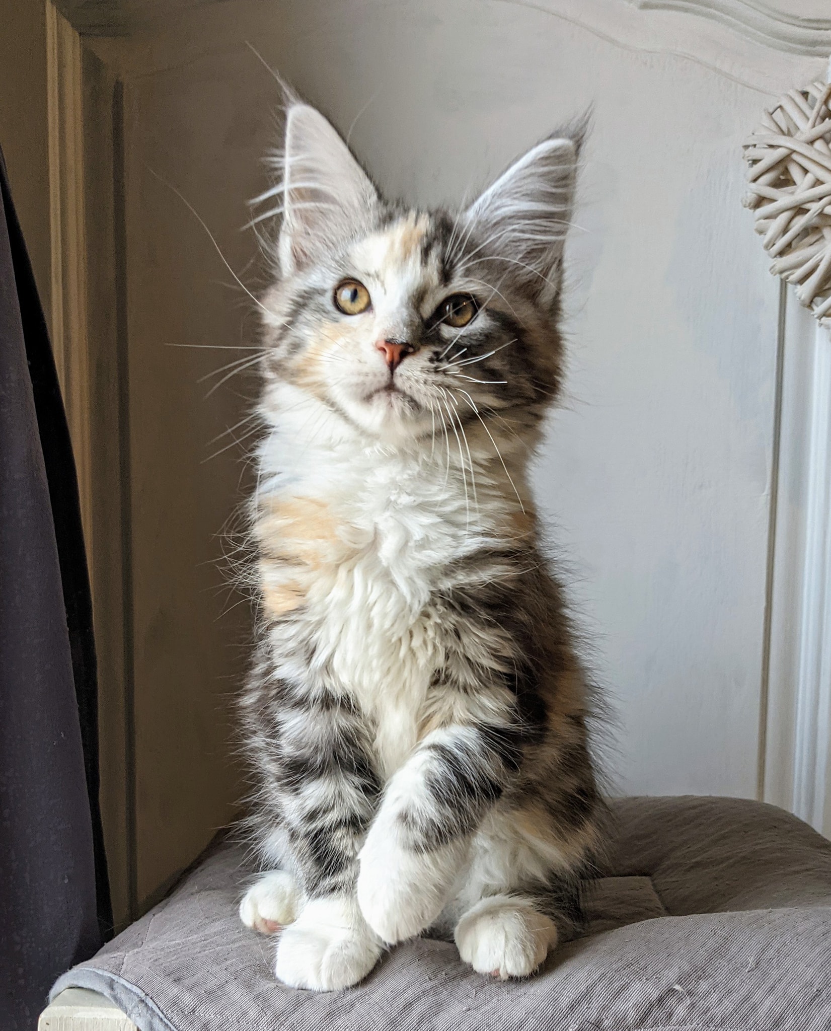 Nos femelles La Chatterie du Serval Maine Coon