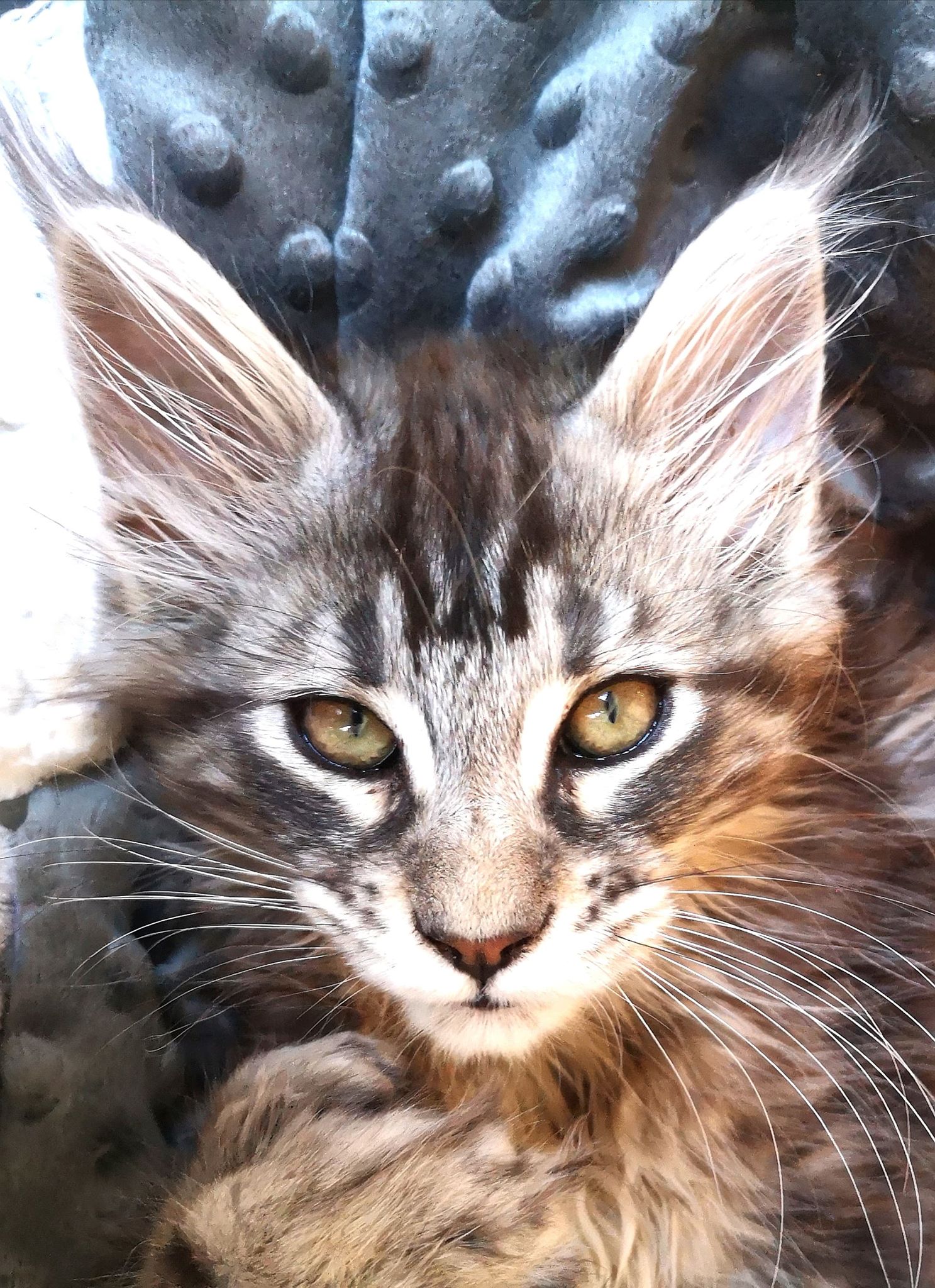 Nos mâles La Chatterie du Serval Maine Coon